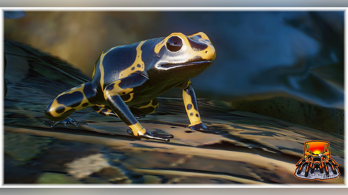 Planet Zoo — Dart frog set