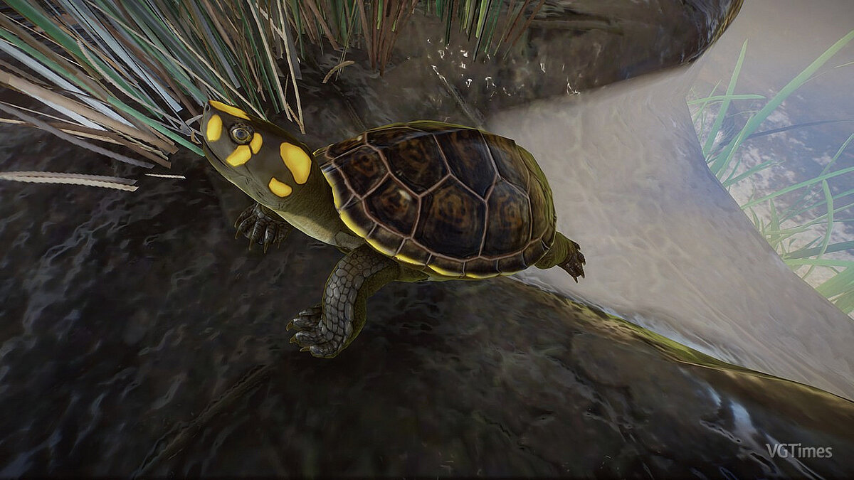 Planet Zoo — Yellow spotted Amazon river turtle