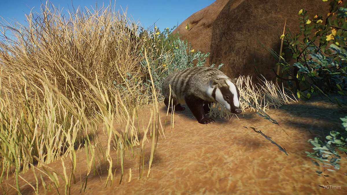 Planet Zoo — American badger