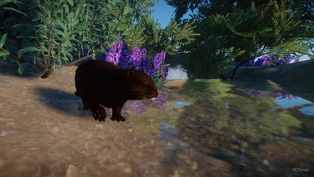 Planet Zoo — Американська норка