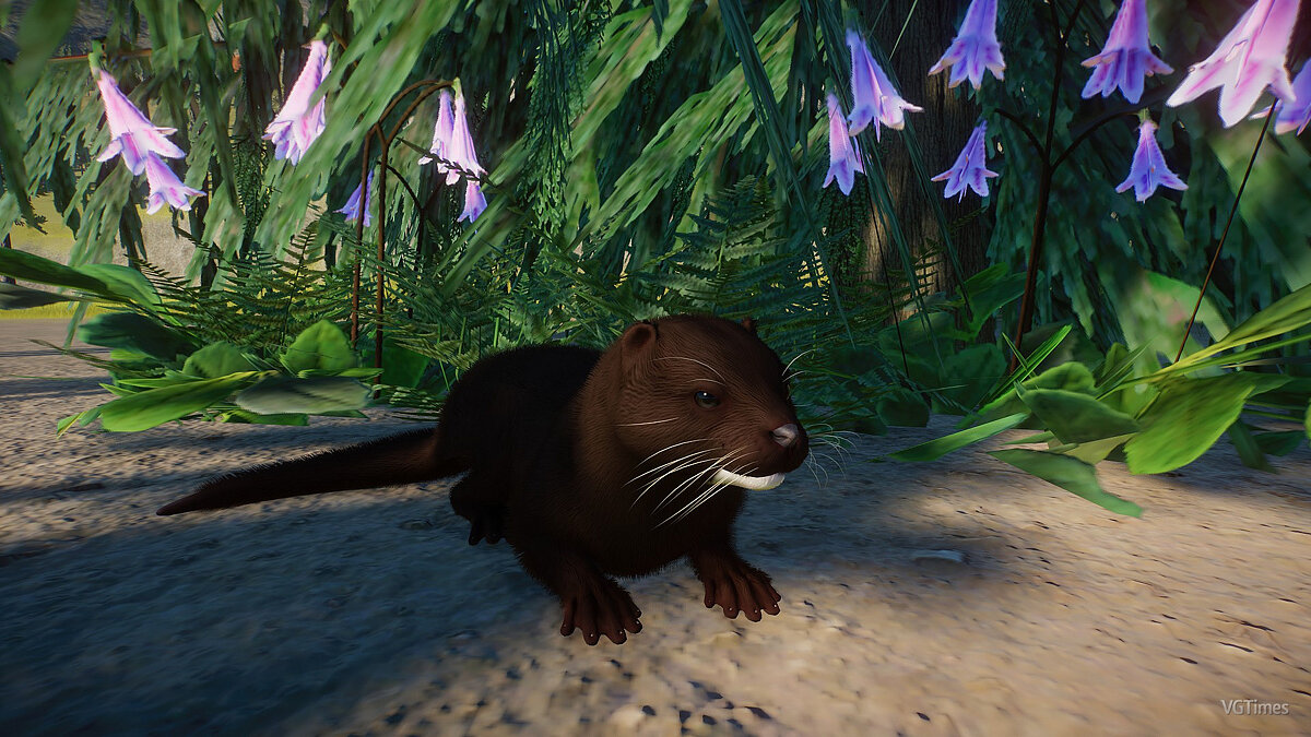 Planet Zoo — American mink