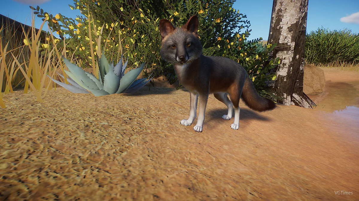 Planet Zoo — Gray fox