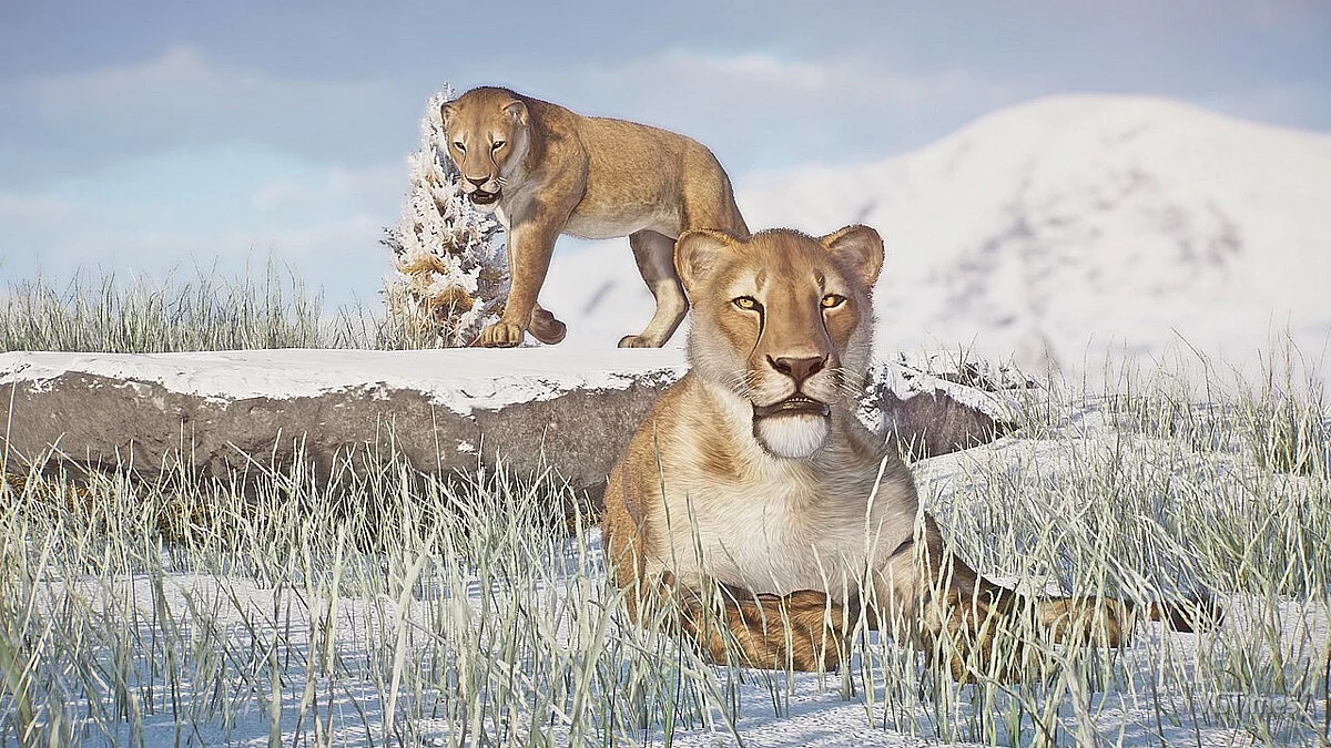 Planet Zoo — Американский лев - новый вид