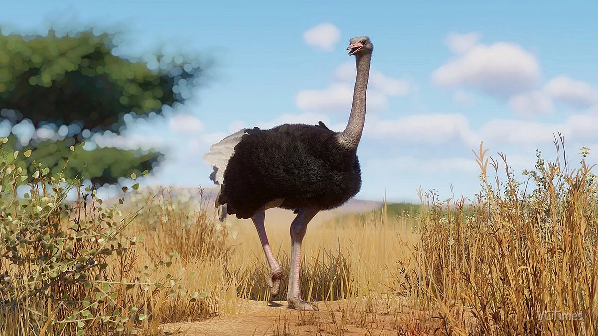 Planet Zoo — Ремастер обыкновенного страуса