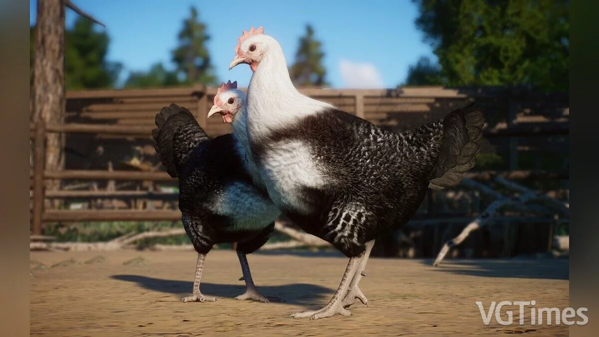 Planet Zoo — Domestic Chicken - Egyptian Fayoumi - New Species