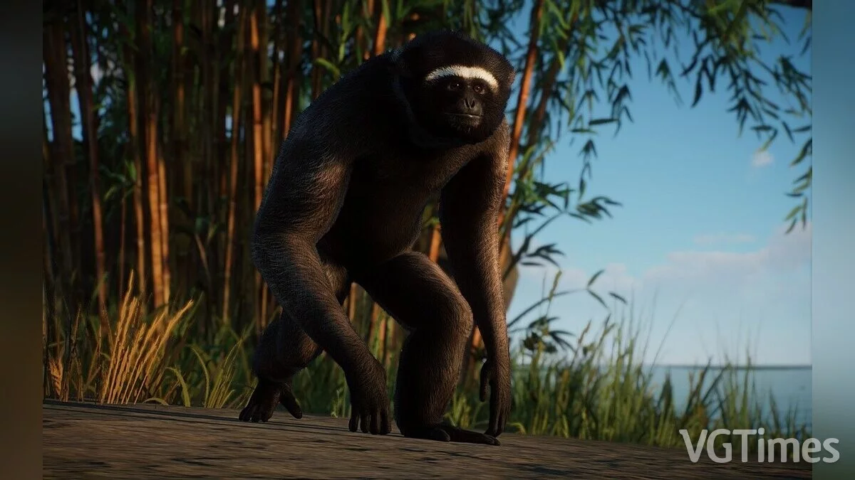 Planet Zoo — Muller's gibbon - a new species