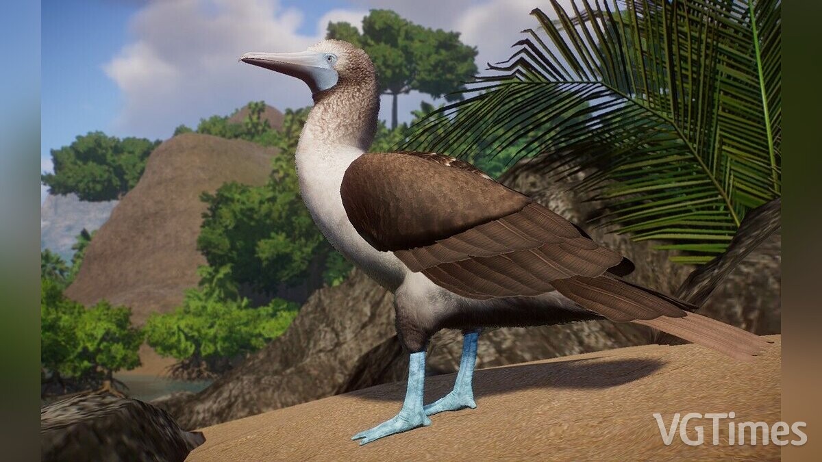 Planet Zoo — Blue-footed booby - a new species