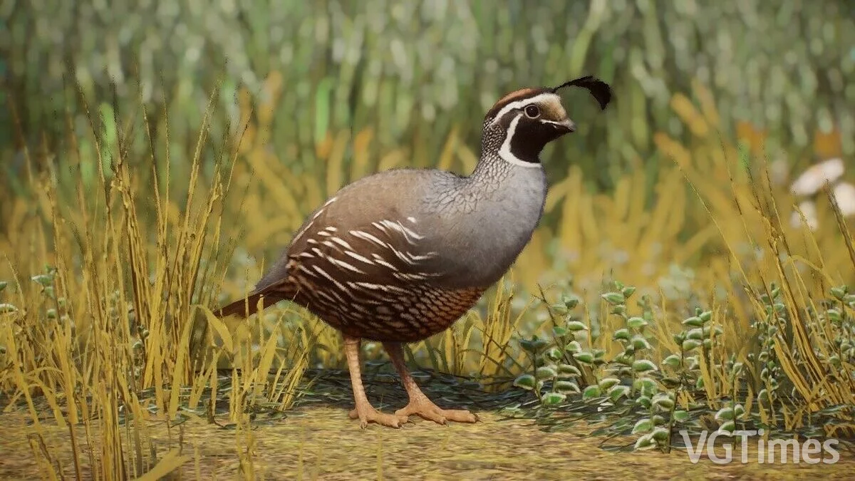 Planet Zoo — California Quail - New Species