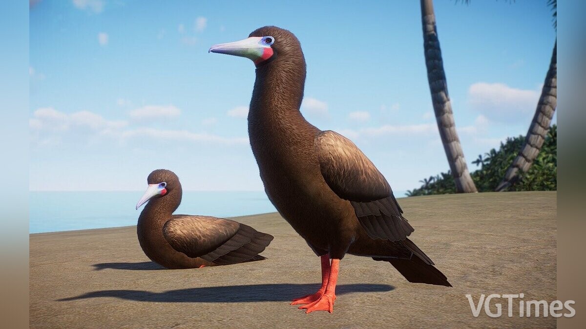 Planet Zoo — Red-footed booby - a new species