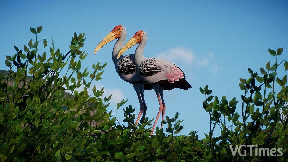 Planet Zoo — Painted stork - new species