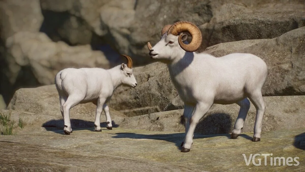 Planet Zoo — Dall sheep remaster