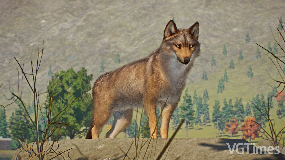 Planet Zoo — Algonquin wolf - a new species