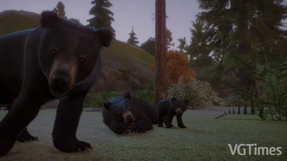 Planet Zoo — American black bear - a new species