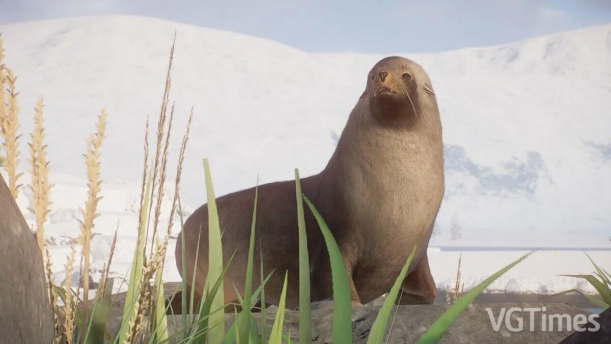 Planet Zoo — Antarctic fur seal - new species