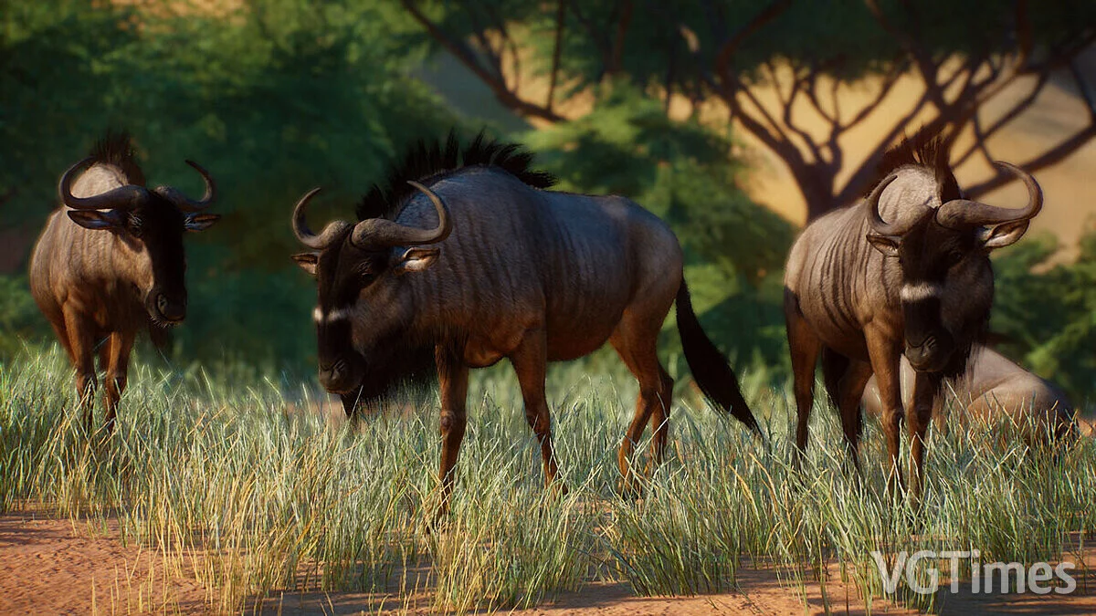 Planet Zoo — Nyasa wild goat - a new species