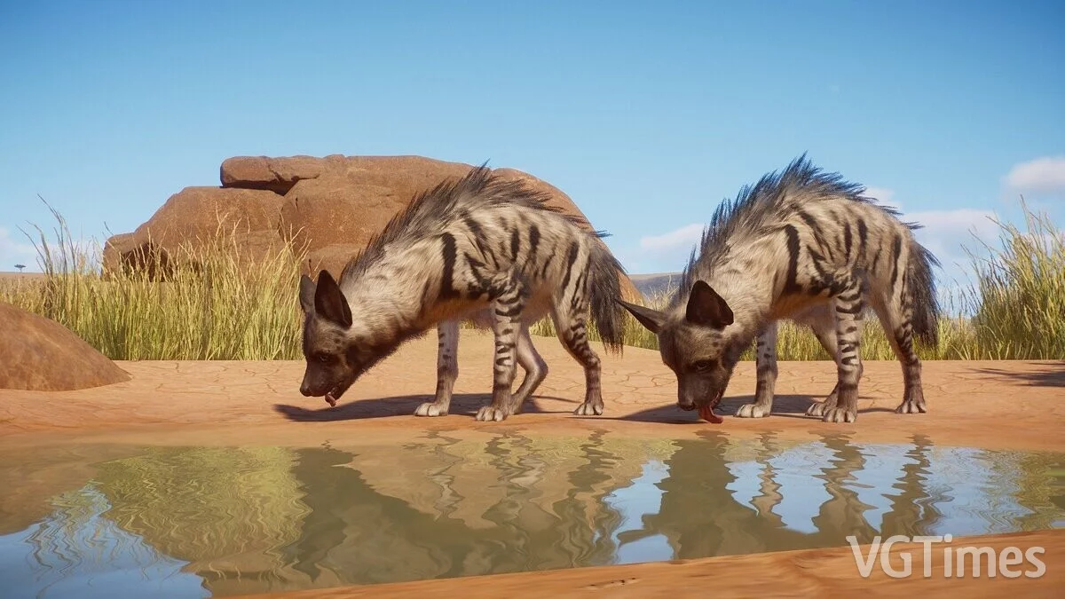 Planet Zoo — Ремастер полосатой гиены