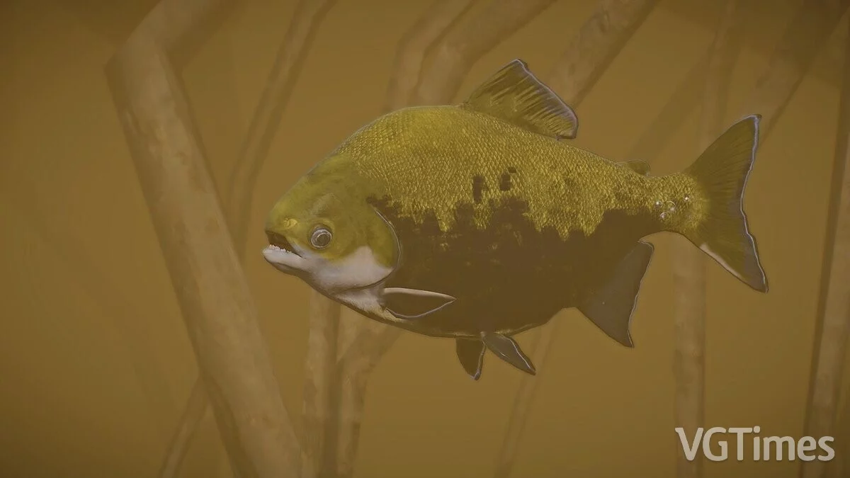 Planet Zoo — Black pacu - new species