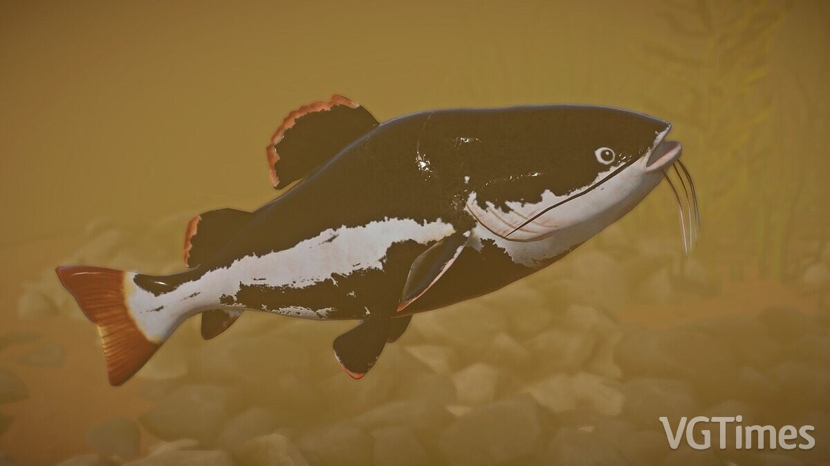 Planet Zoo — Red-tailed catfish - new species