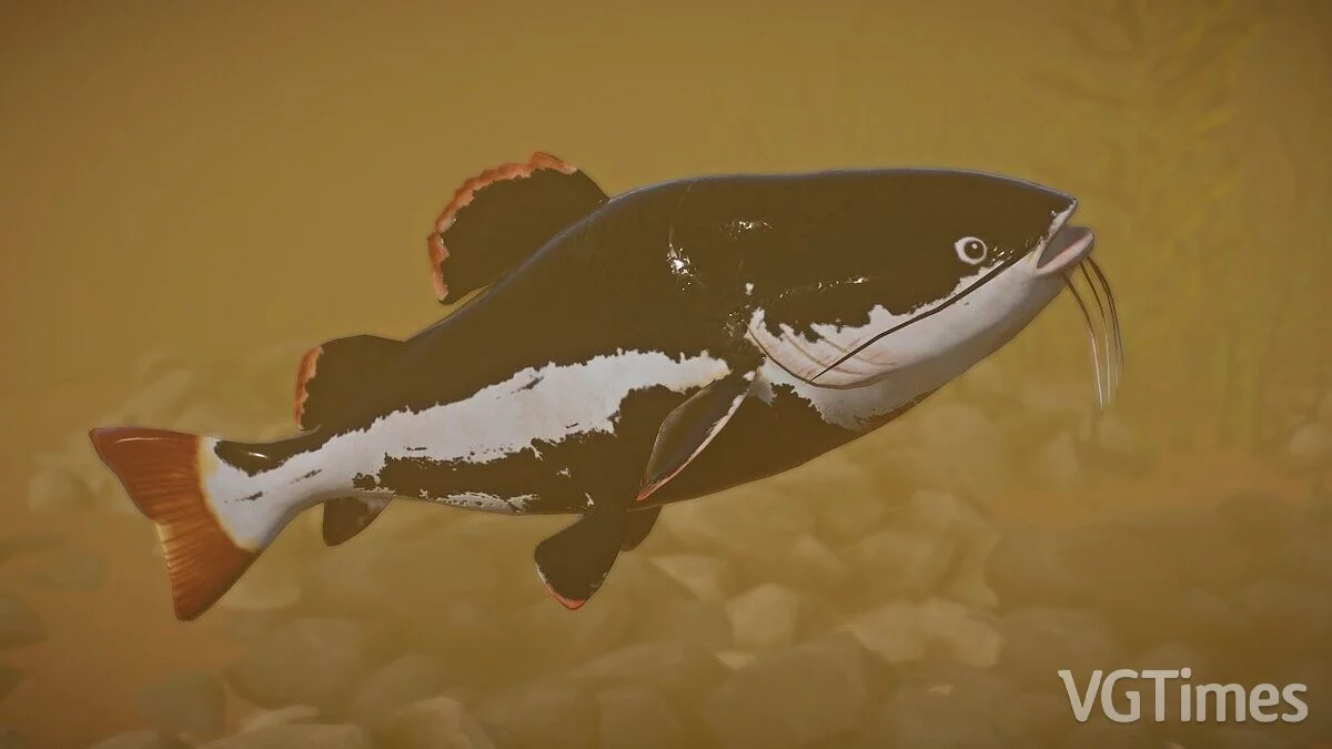 Planet Zoo — Red-tailed catfish - new species