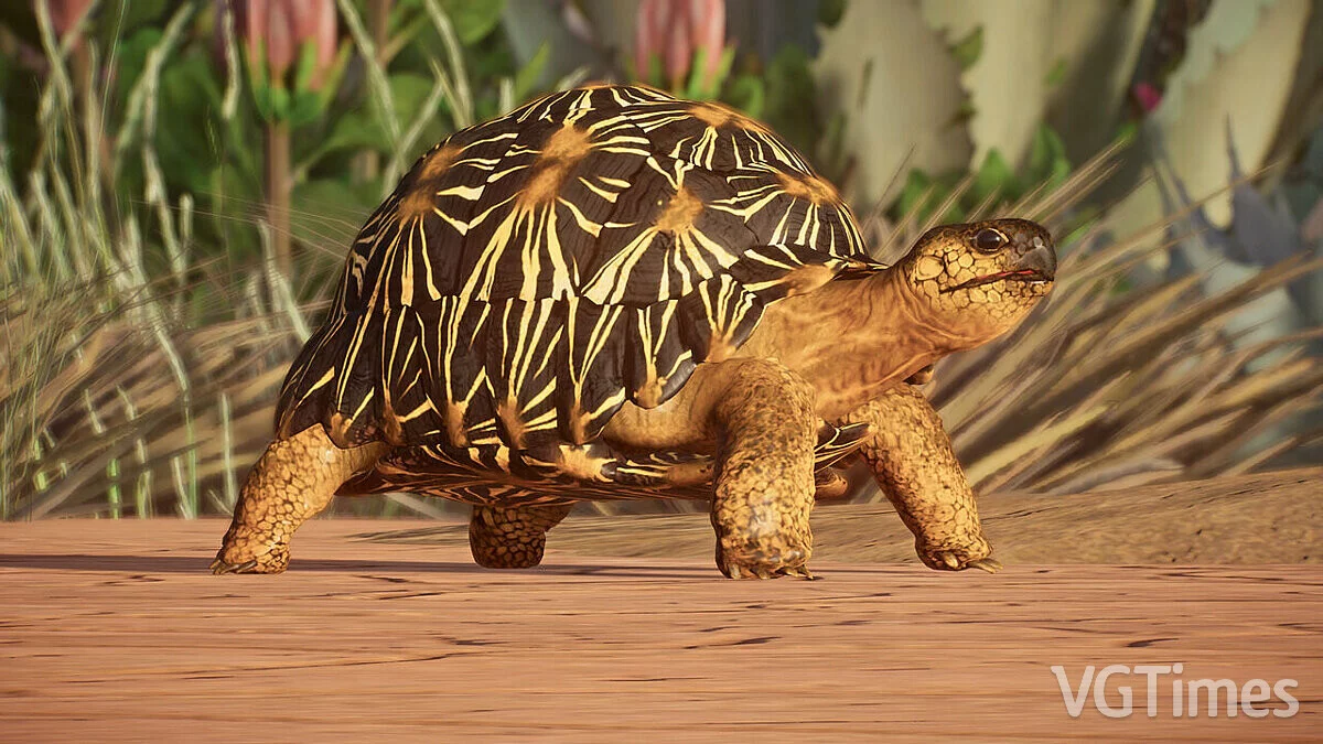 Planet Zoo — Strahlenschildkröte – neue Art