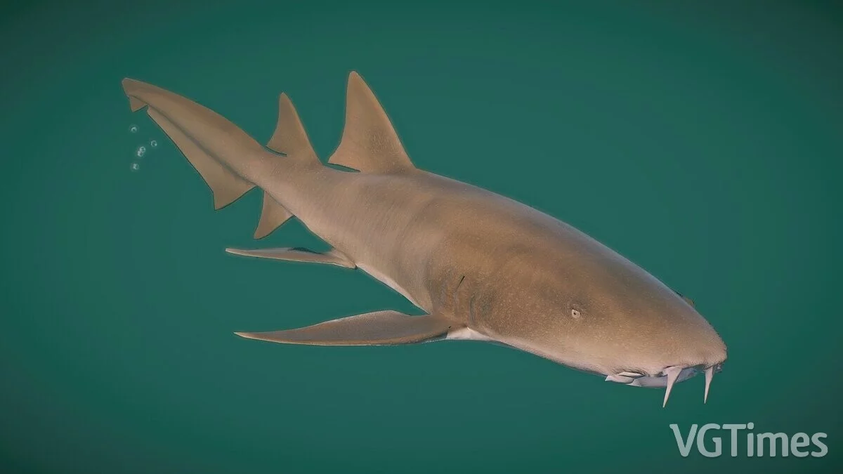 Planet Zoo — Tawny nurse shark - new species