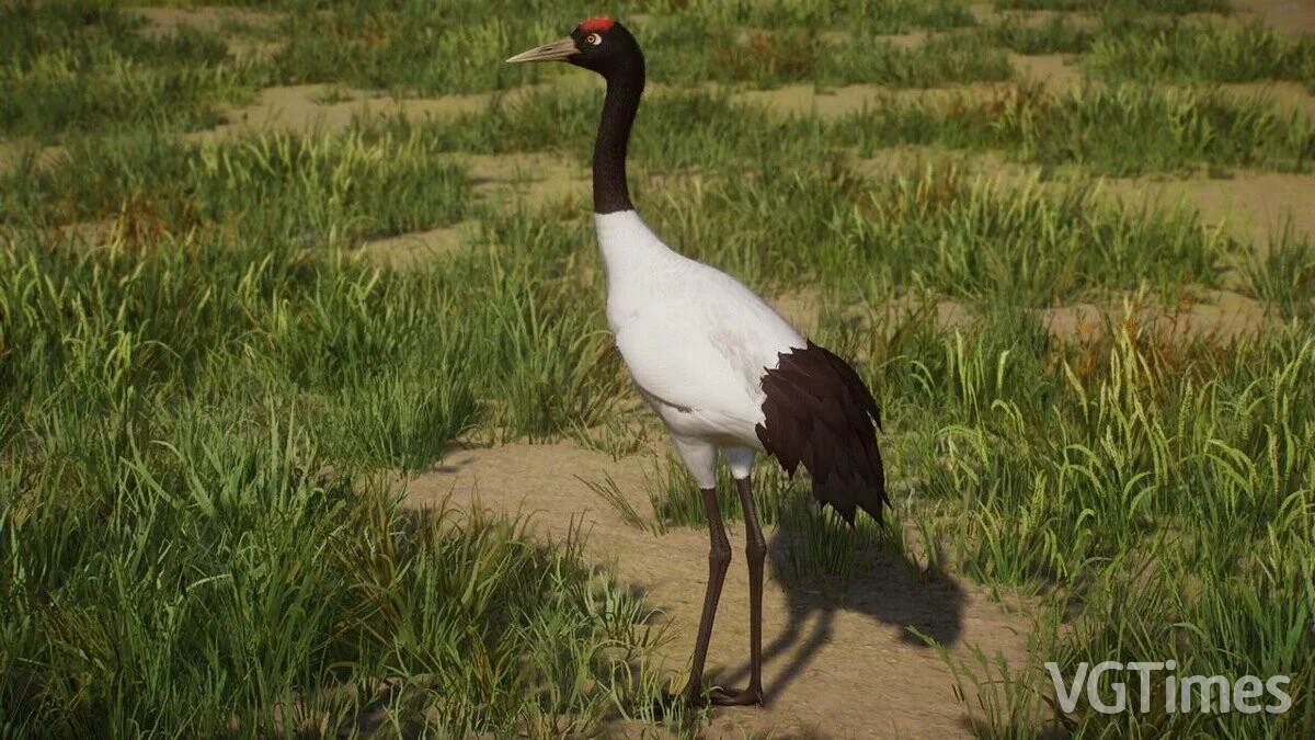 Planet Zoo — Black-necked crane - new species