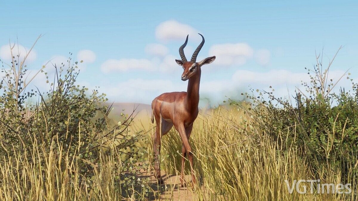 Planet Zoo — Gerenuk - new species