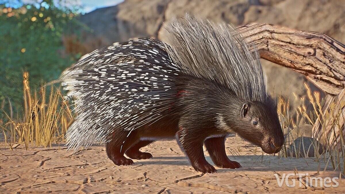 Planet Zoo — South African porcupine - a new species