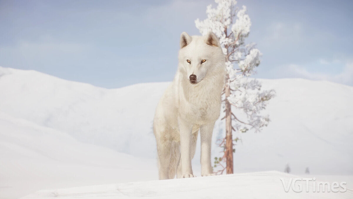 Planet Zoo — Arctic Wolf Remaster