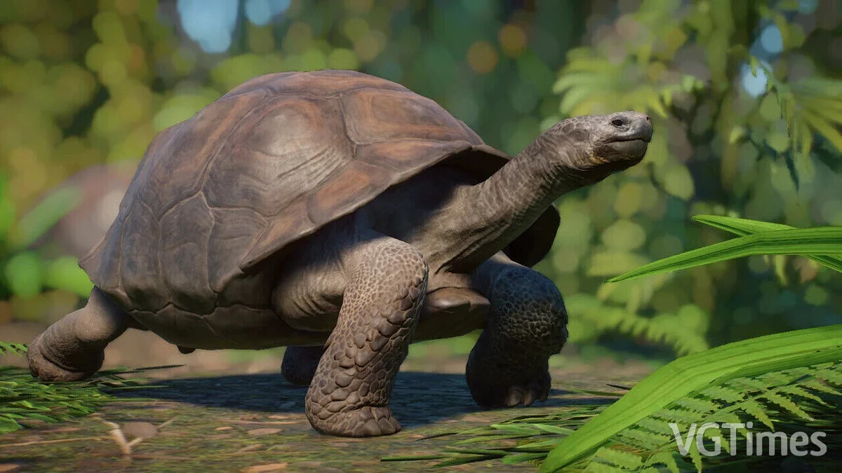 Planet Zoo — Remasterización de la tortuga de Galápagos