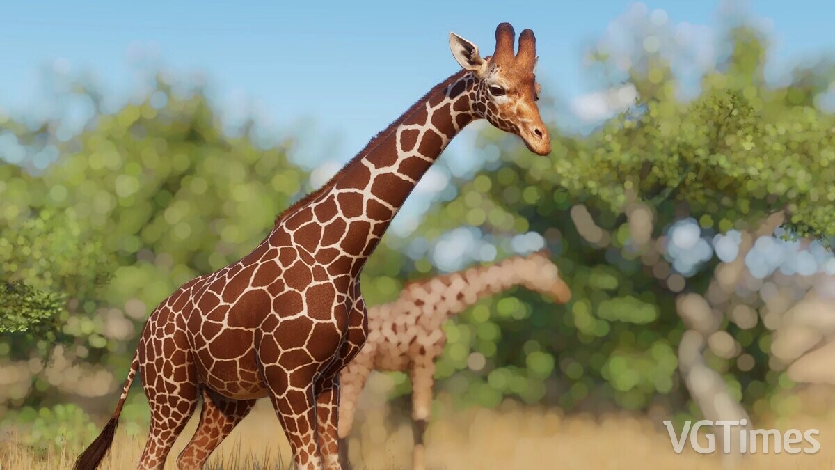 Planet Zoo — Giraffe Remaster