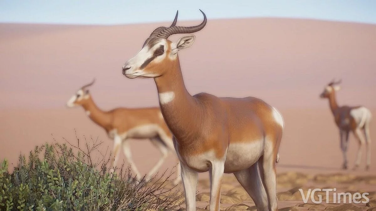 Planet Zoo — Mhorr Gazelle - nueva especie