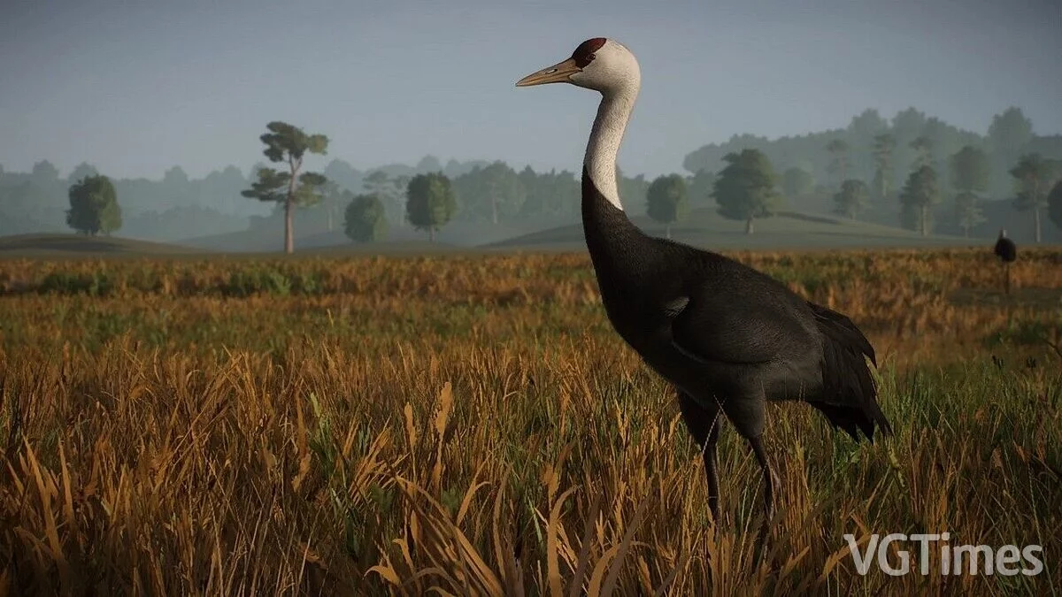 Planet Zoo — Crane - new species