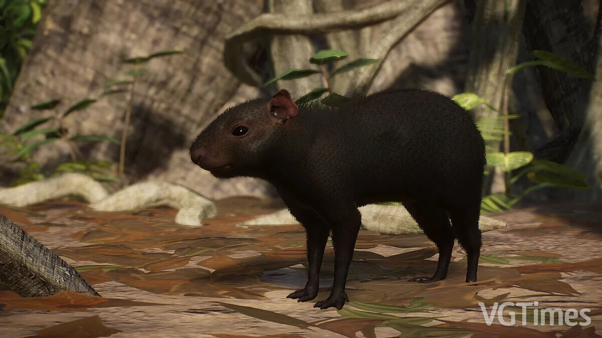 Planet Zoo — Crested agouti - new species