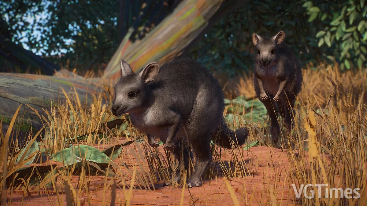 Planet Zoo — Пармский валлаби — новые виды