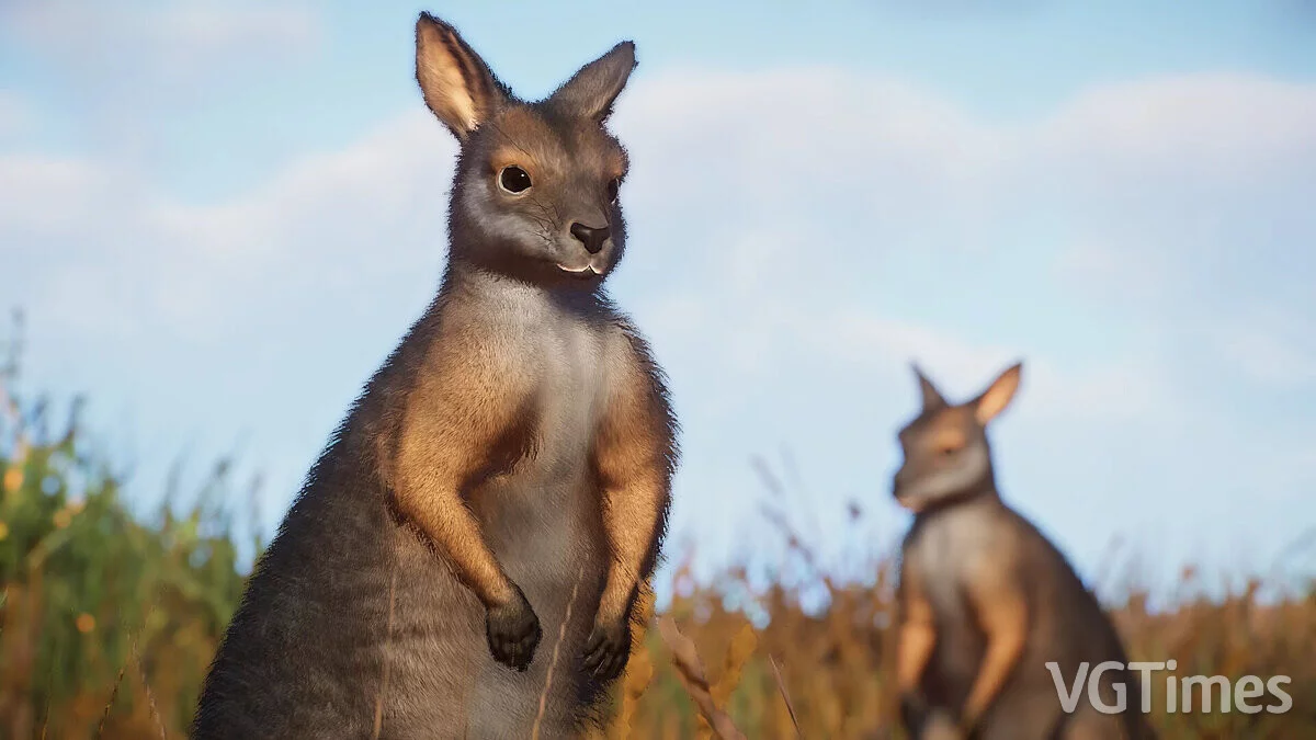 Planet Zoo — Wallaby de Tammar - nueva especie