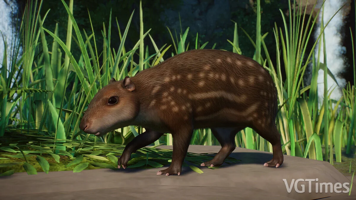 Planet Zoo — Лоуленд Пака — новые виды