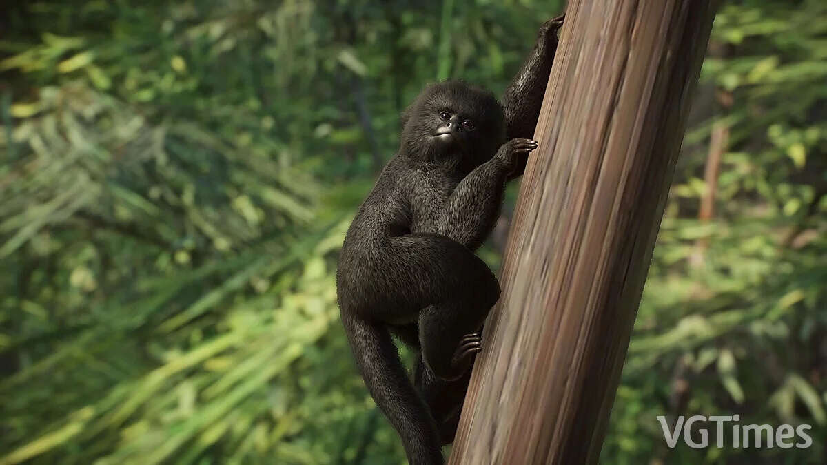 Planet Zoo — Goeldi's monkey - new species