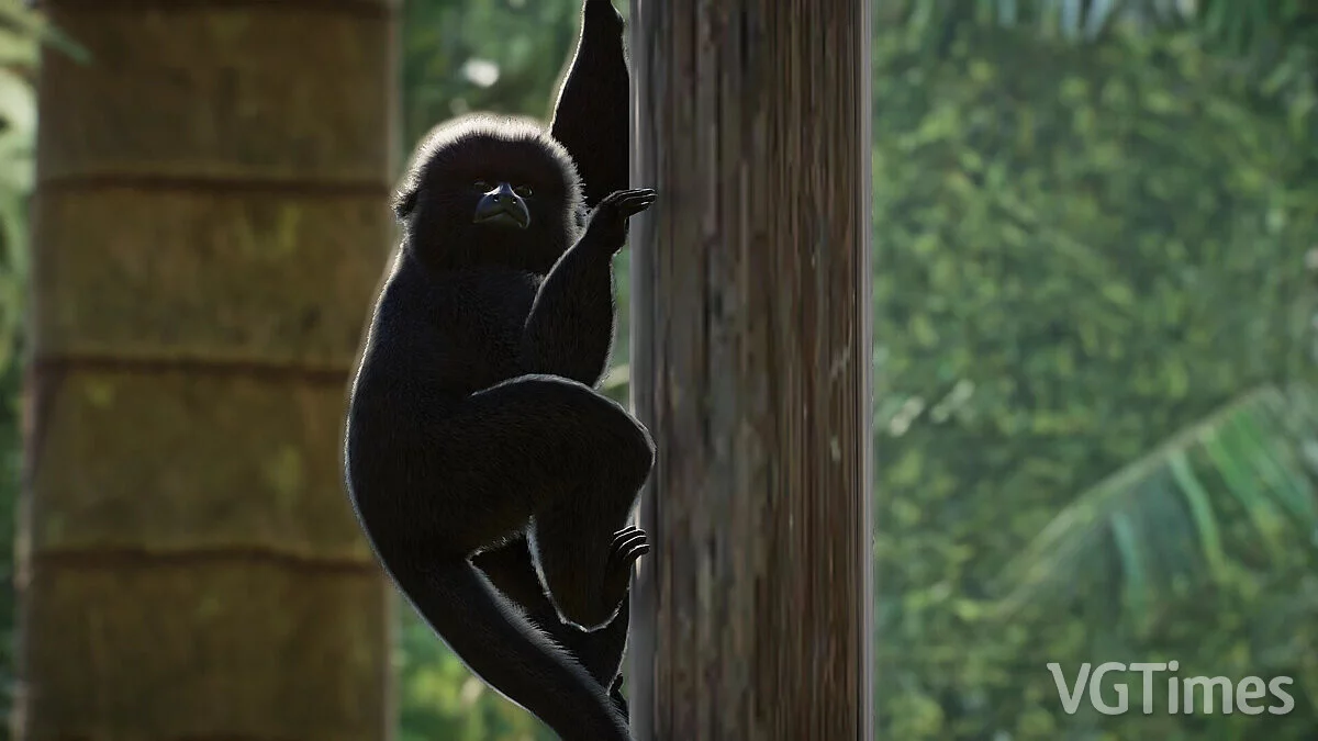 Planet Zoo — Мартышка Гоэльди — нові види