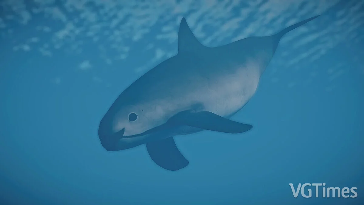 Planet Zoo — Vaquita - new species