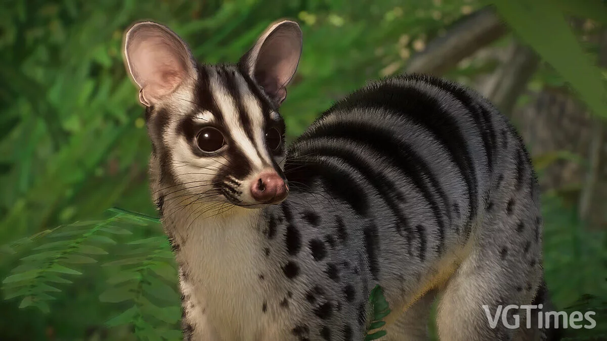 Planet Zoo — Owston's palm civet - a new species