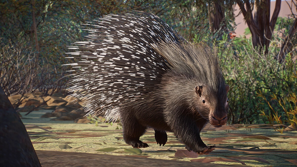 Planet Zoo — Indian crested porcupine - new species