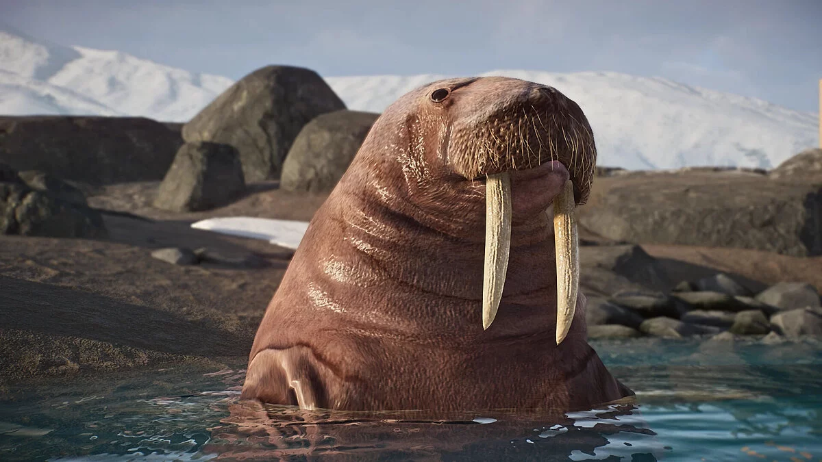 Planet Zoo — Pacific walrus - new species