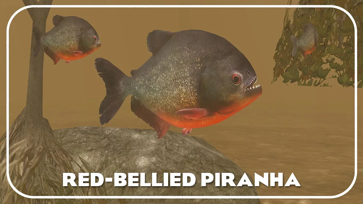 Zoo Tycoon 2 — Red-bellied piranha (new species)