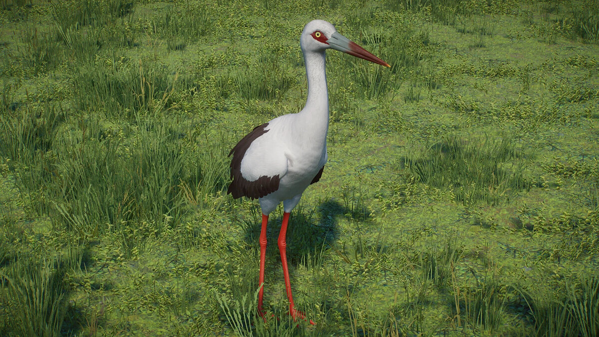 Planet Zoo — Maguari stork - a new species