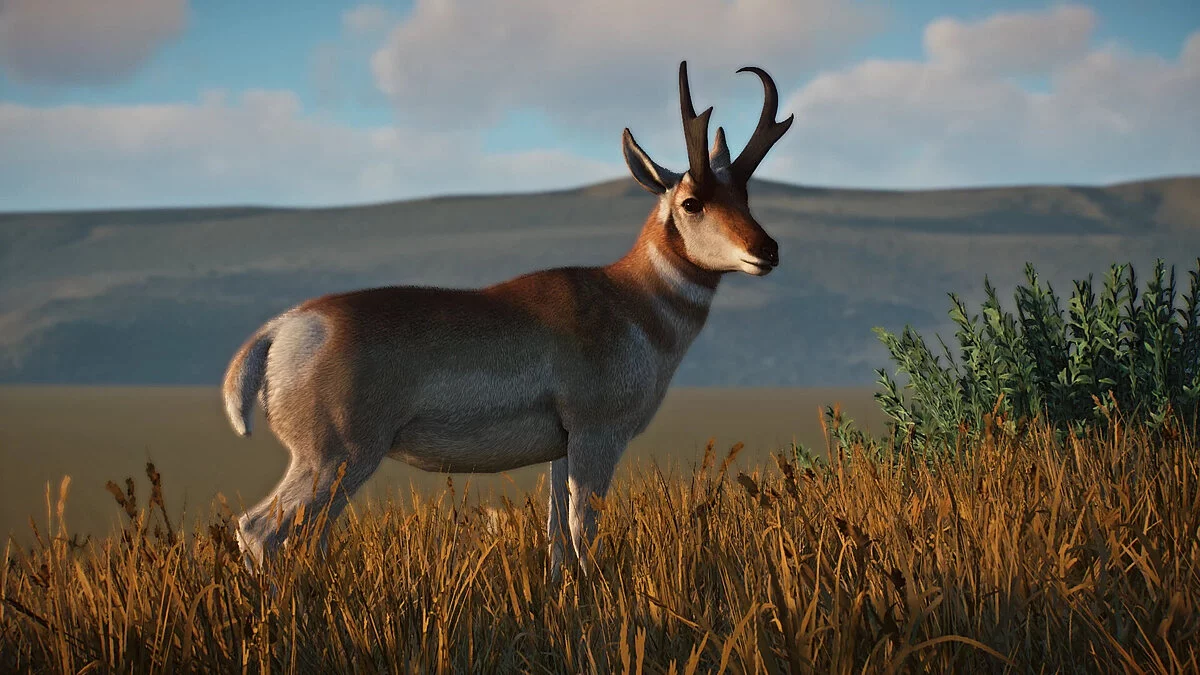 Planet Zoo — Ремастер антилопи Пронгхорн