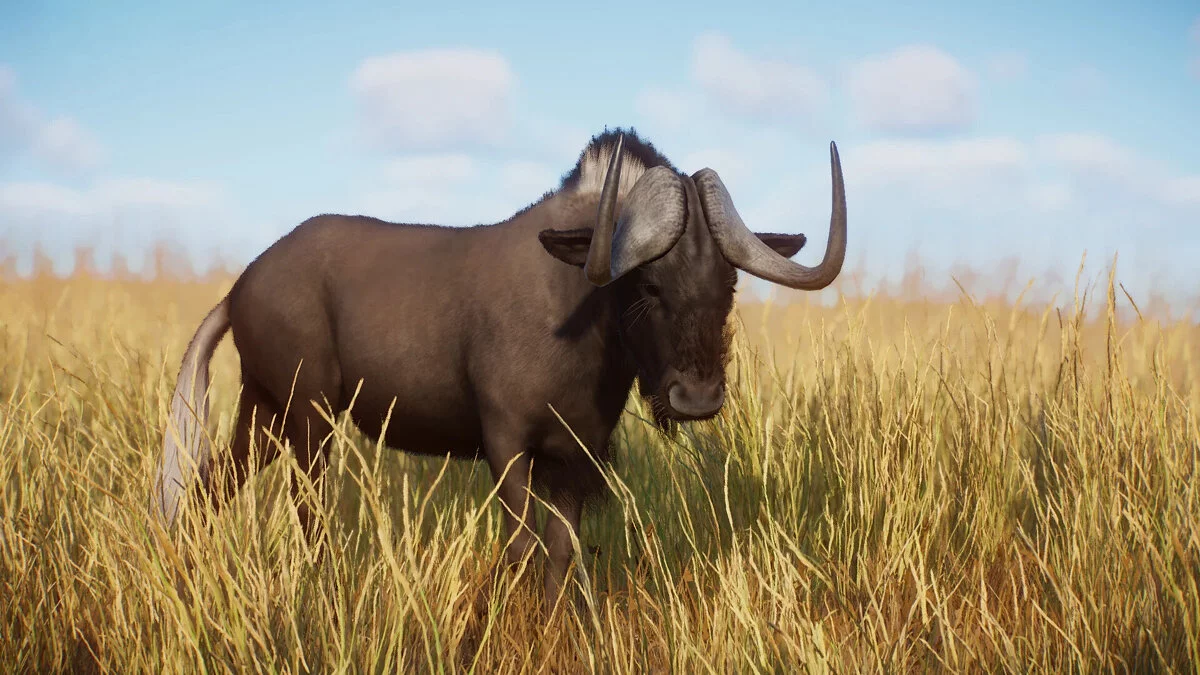 Planet Zoo — Black Wildebeest Remastered