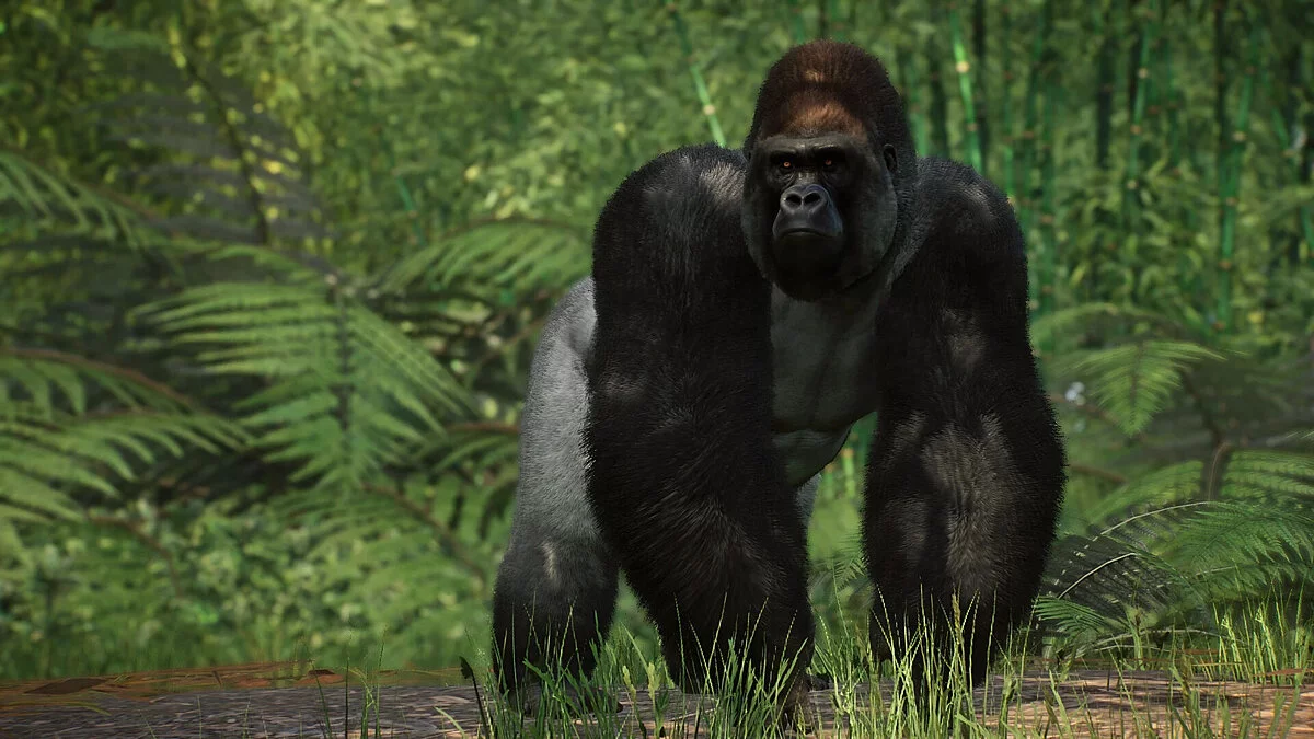 Planet Zoo — Batı Düzlük Gorilinin Yeniden Yapımı
