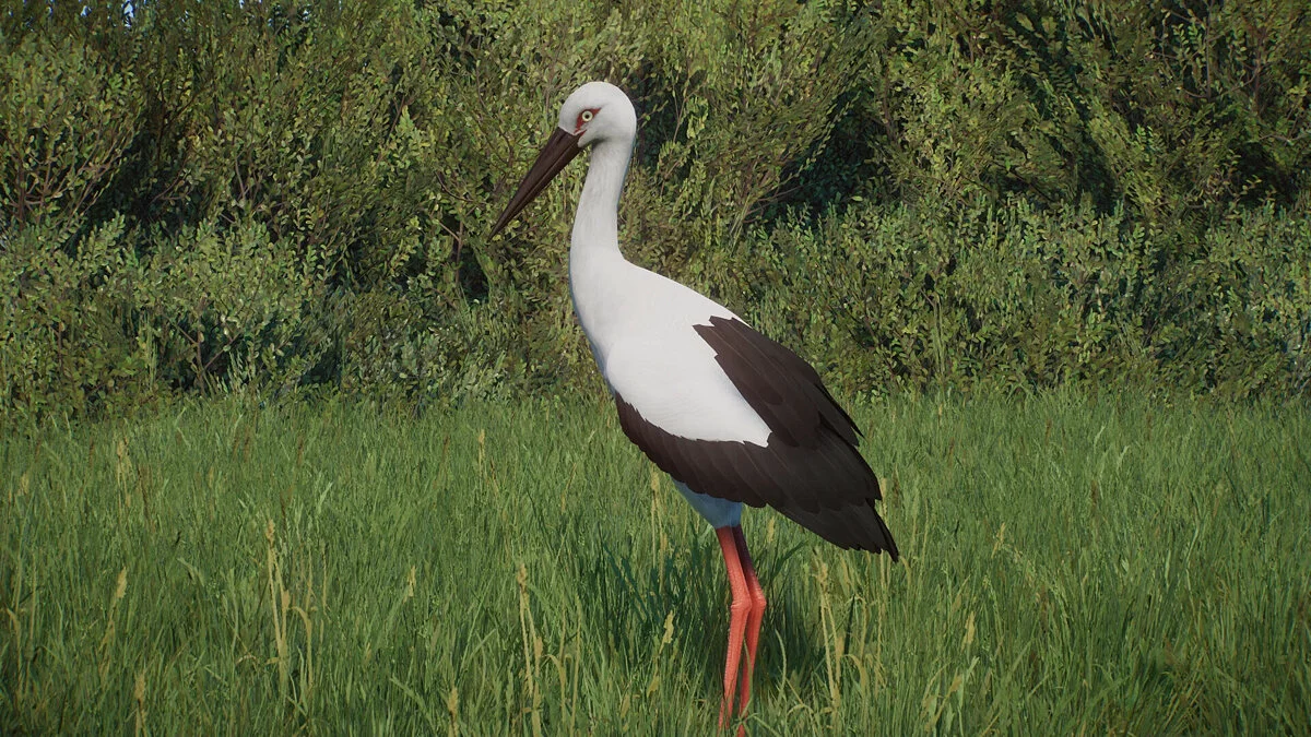 Planet Zoo — Eastern stork - new species