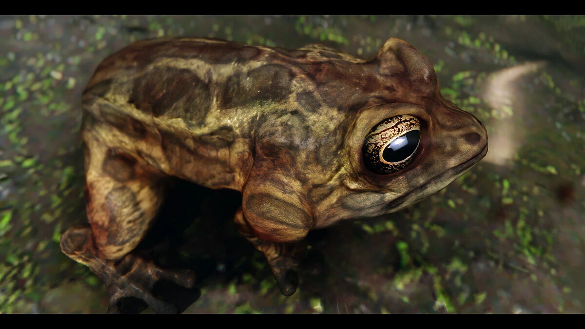 Elder Scrolls 5: Skyrim Special Edition — frogs